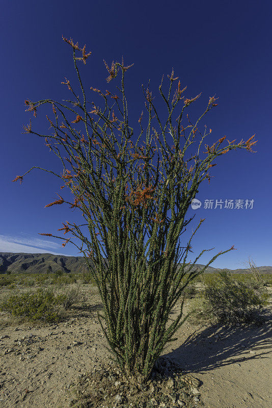 Fouquieria splendens, ocotillo，也被称为马鞭，蜡烛木，slimwood，沙漠珊瑚，Jacob's staff, Jacob cactus，和藤本仙人掌是一种原产于美国西南部索诺拉沙漠和奇瓦瓦沙漠的植物。禅师